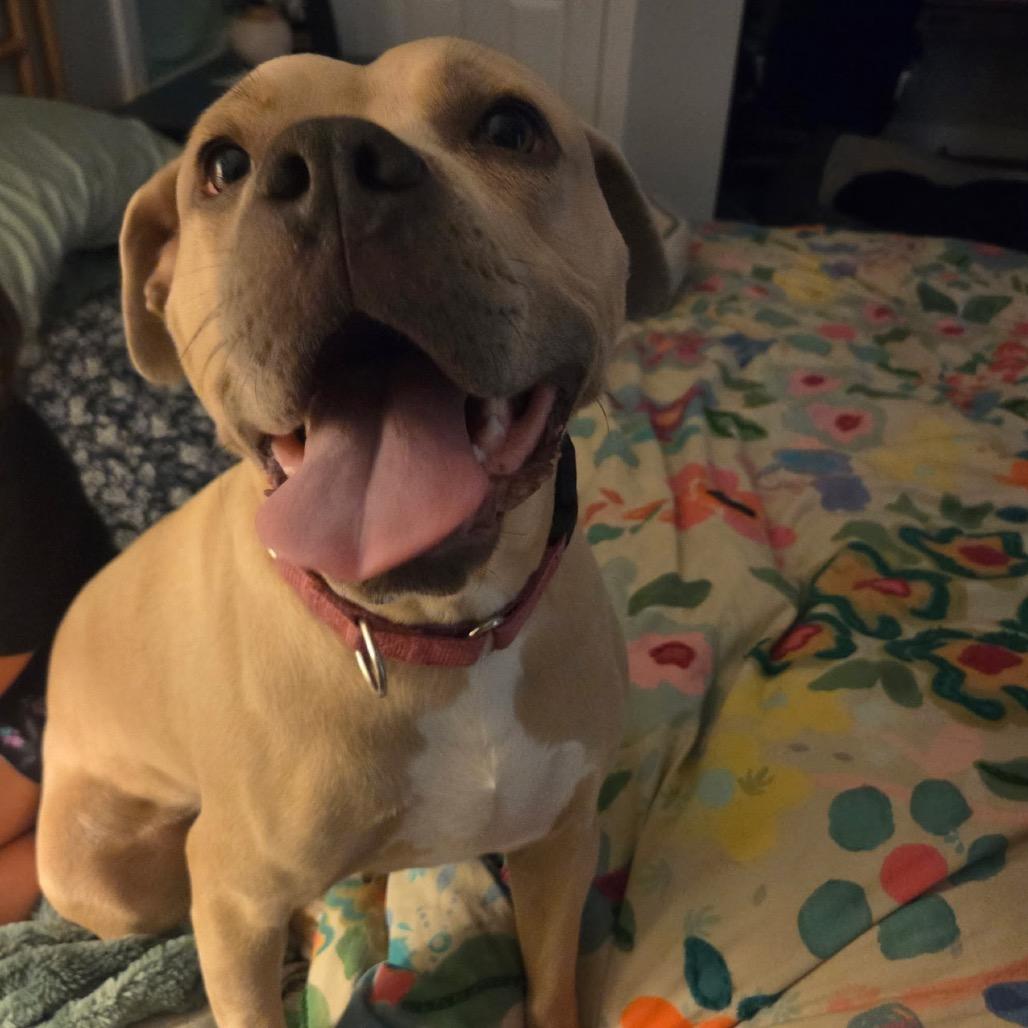 Enlarge Duchess @ Foster, a Adoptable Mixed Breed in Summerville, SC image 5/6