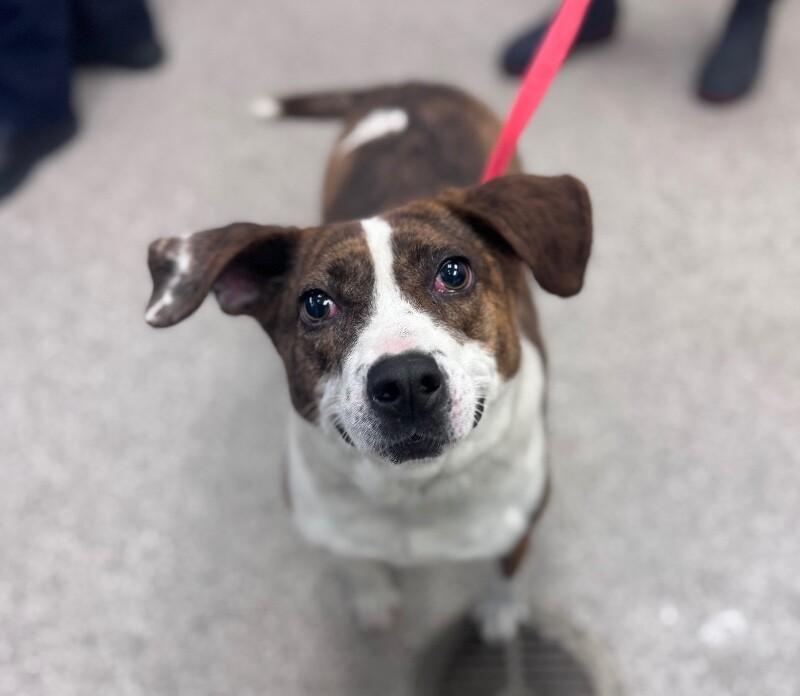 Enlarge Emmie Lou, a Adoptable mixed breed in Disputanta, VA image 1/2