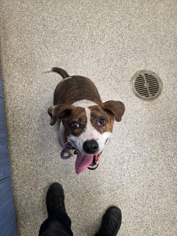 Enlarge Emmie Lou, a Adoptable mixed breed in Disputanta, VA image 2/2