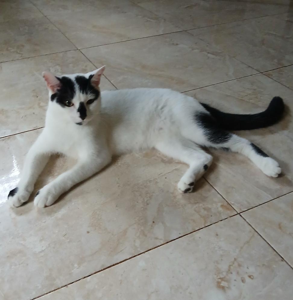 Vincent — thumbnail 3