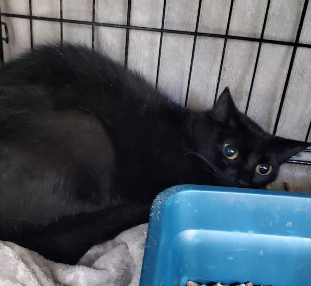 Hazelnut, Adoptable, Young Female Domestic Short Hair.