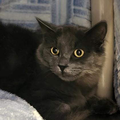 Hank, Adoptable, Adult Male Domestic Medium Hair & Domestic Short Hair.