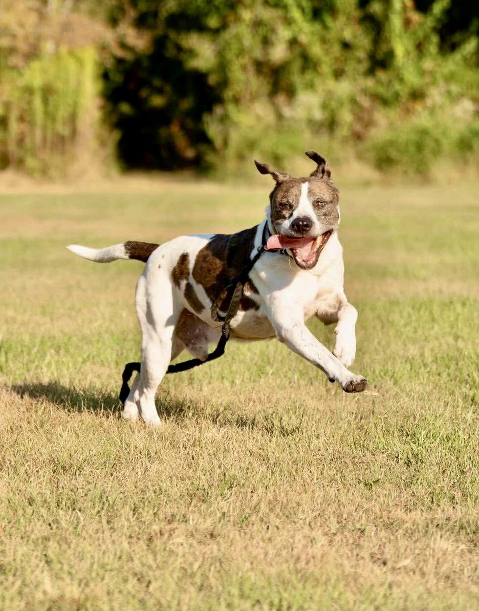 Enlarge Ernie, a Adoptable mixed breed in Battle Creek, MI image 3/6