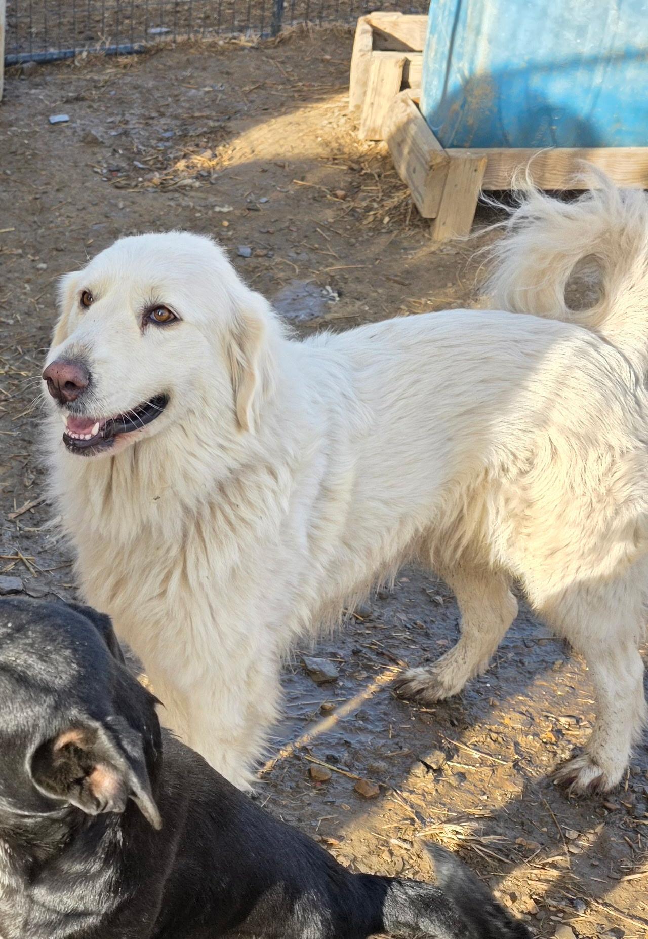 Enlarge Carley, a ADOPTABLE Great Pyrenees in Muldrow, OK image 1/3