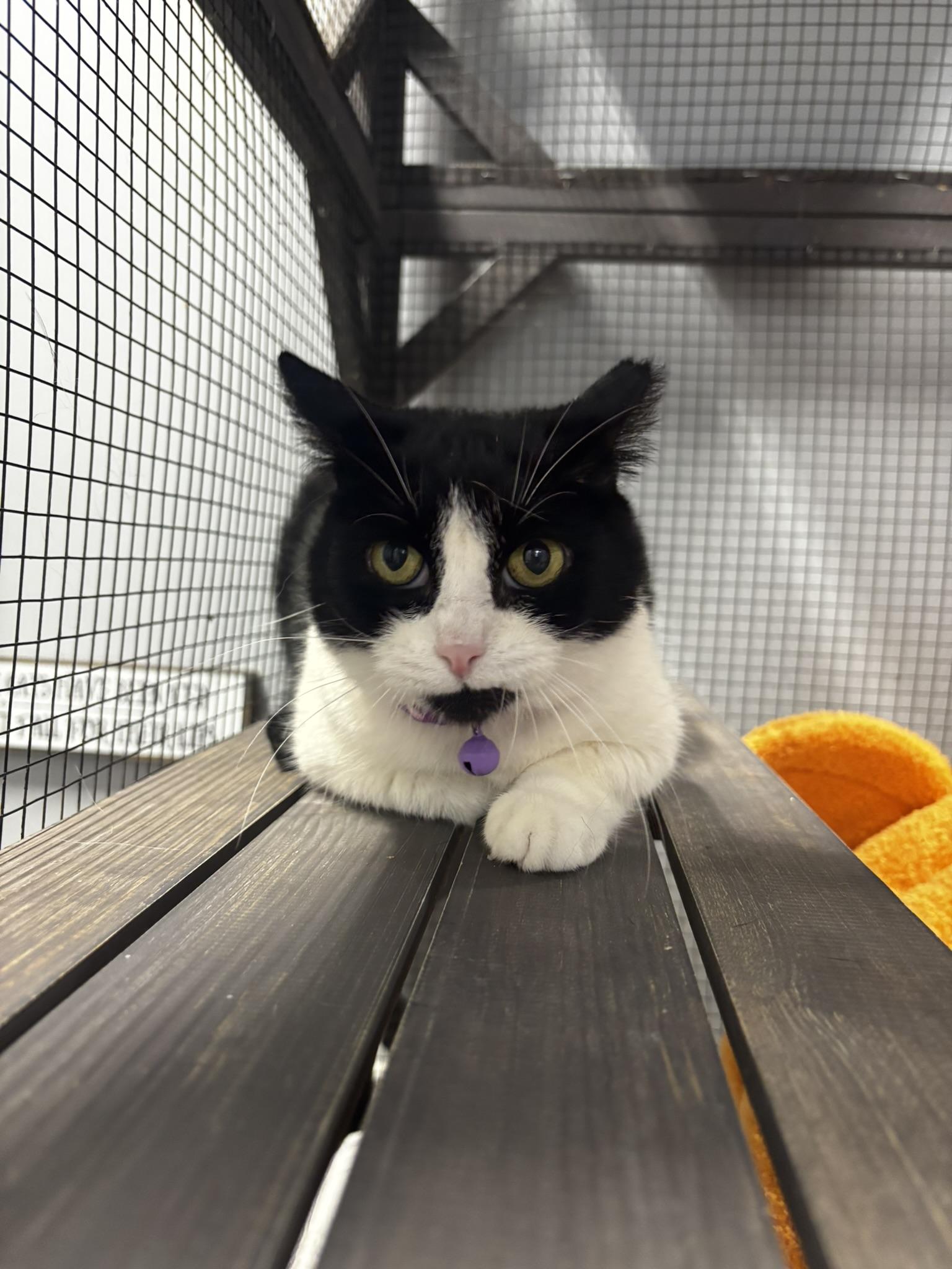 Enlarge MAGGIE Q, a Adoptable Domestic Short Hair in Grand Rapids, MI image 1/3