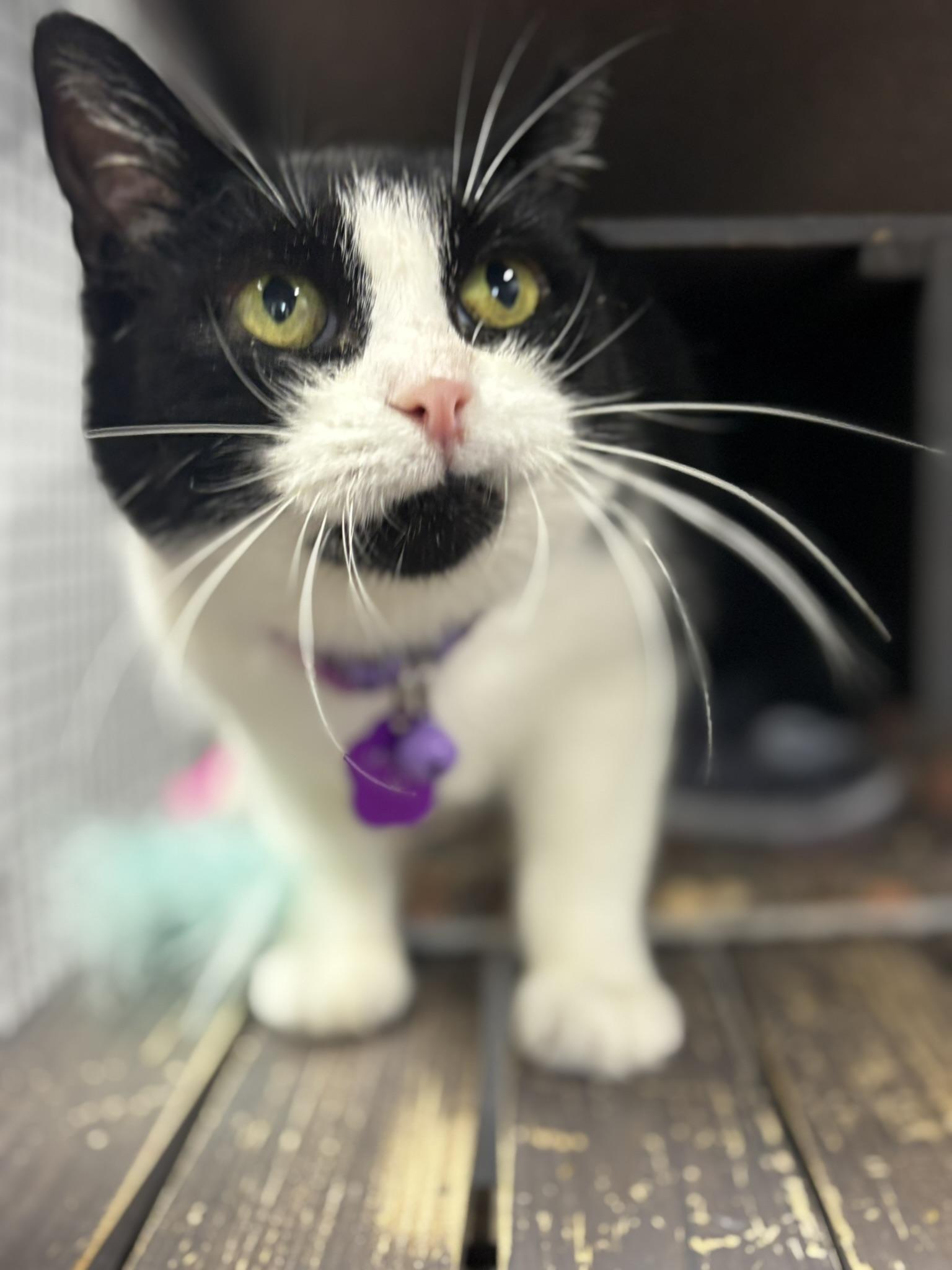 MAGGIE Q, Adoptable, Adult Female Domestic Short Hair.