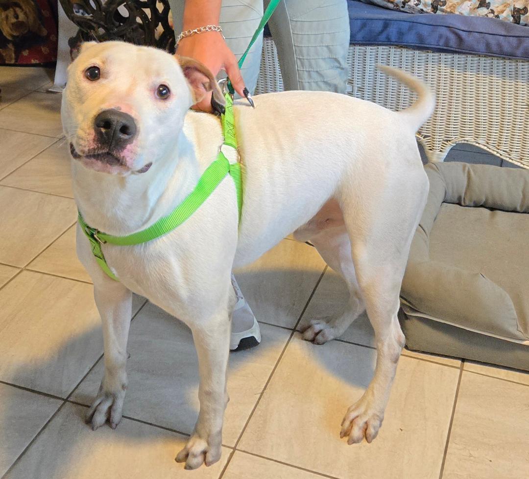 Enlarge Casper, a Adoptable mixed breed in Sunset Valley, TX image 4/6