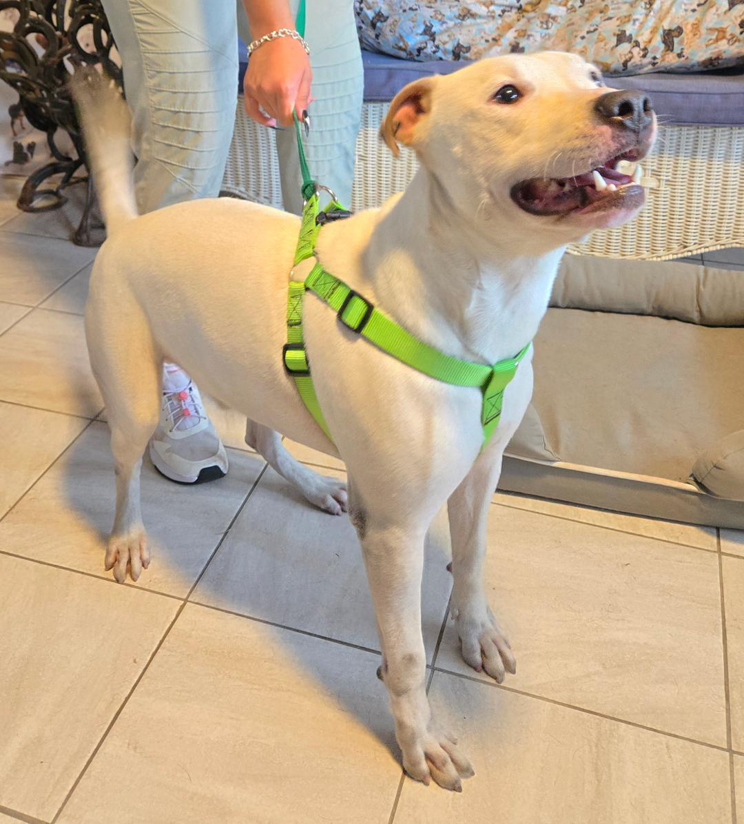 Enlarge Casper, a Adoptable mixed breed in Sunset Valley, TX image 5/6