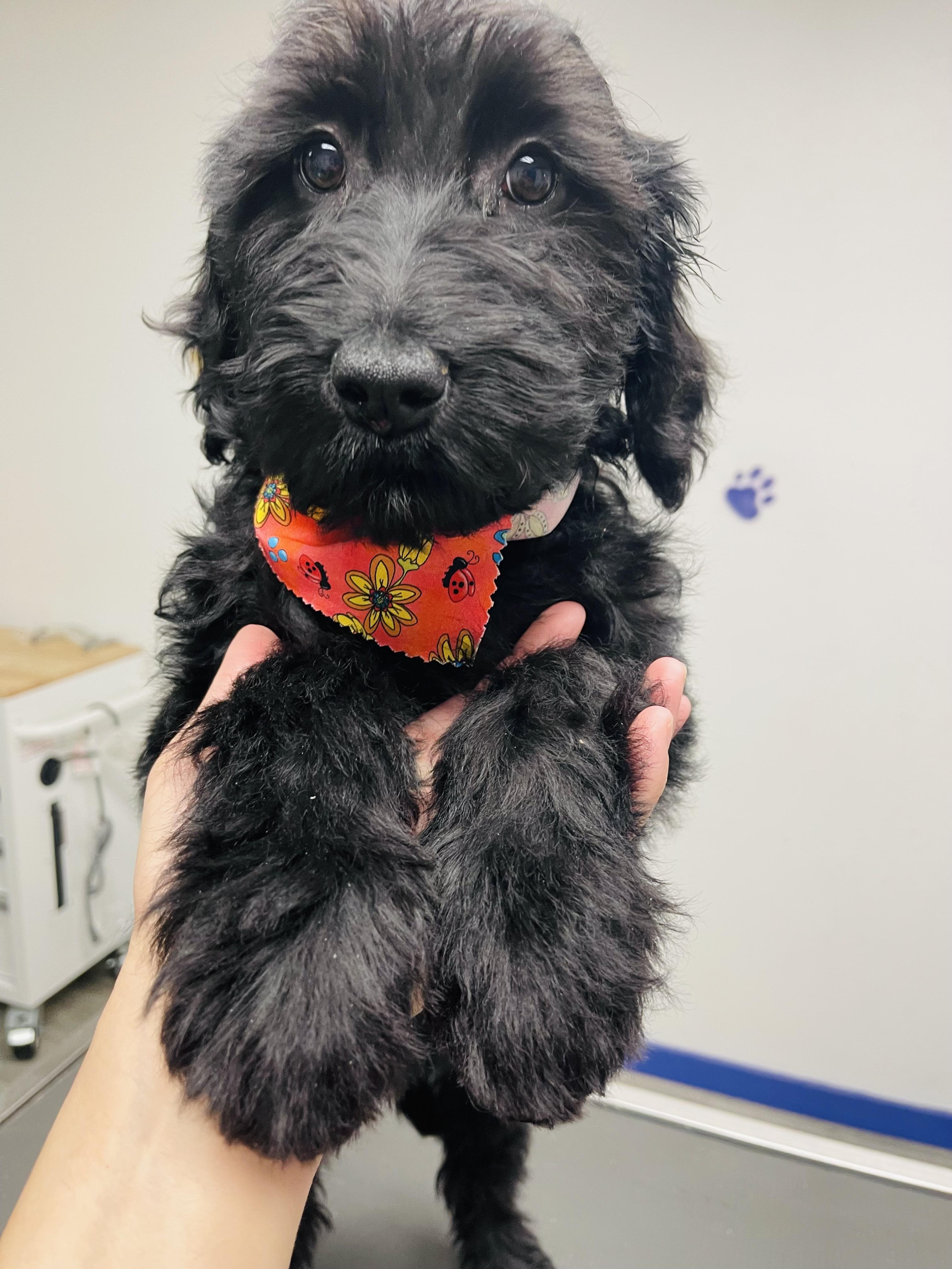 Magnolia , Adoptable, Puppy Female Labradoodle & Goldendoodle.