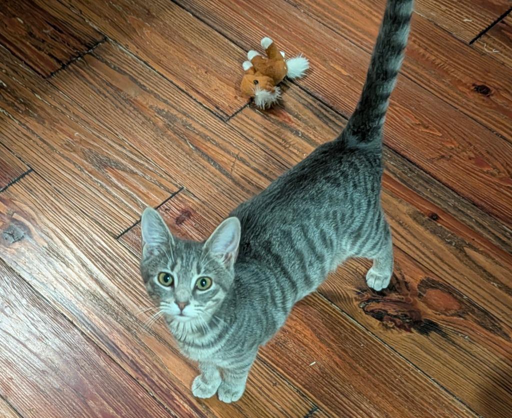 River, Adoptable, Kitten Female Domestic Short Hair.