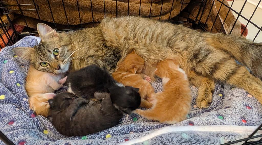 Enlarge Ilsa, a Adoptable mixed breed in Spring, TX image 1/2