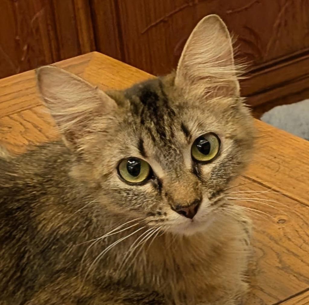 Enlarge Ilsa, a Adoptable mixed breed in Spring, TX image 2/2