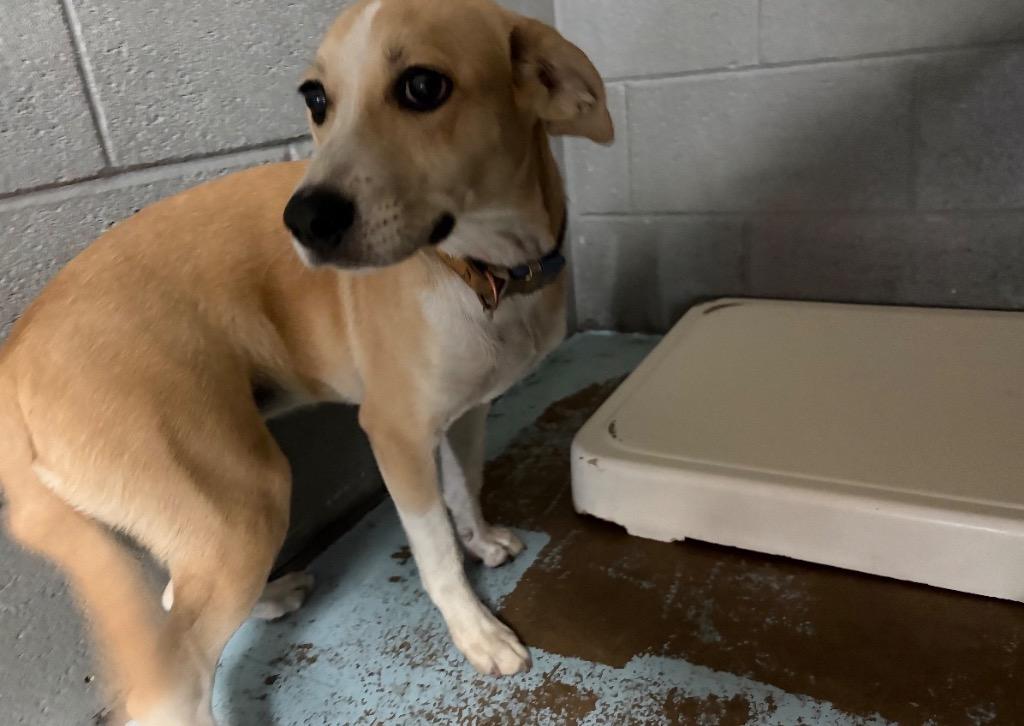 Enlarge Buffy, a Adoptable mixed breed in Ada, OK image 1/4