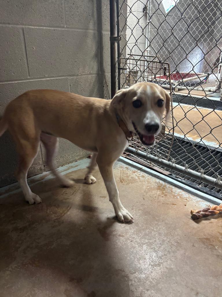 Enlarge Buffy, a Adoptable mixed breed in Ada, OK image 2/4