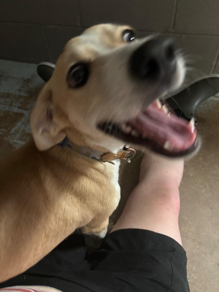 Enlarge Buffy, a Adoptable mixed breed in Ada, OK image 3/4
