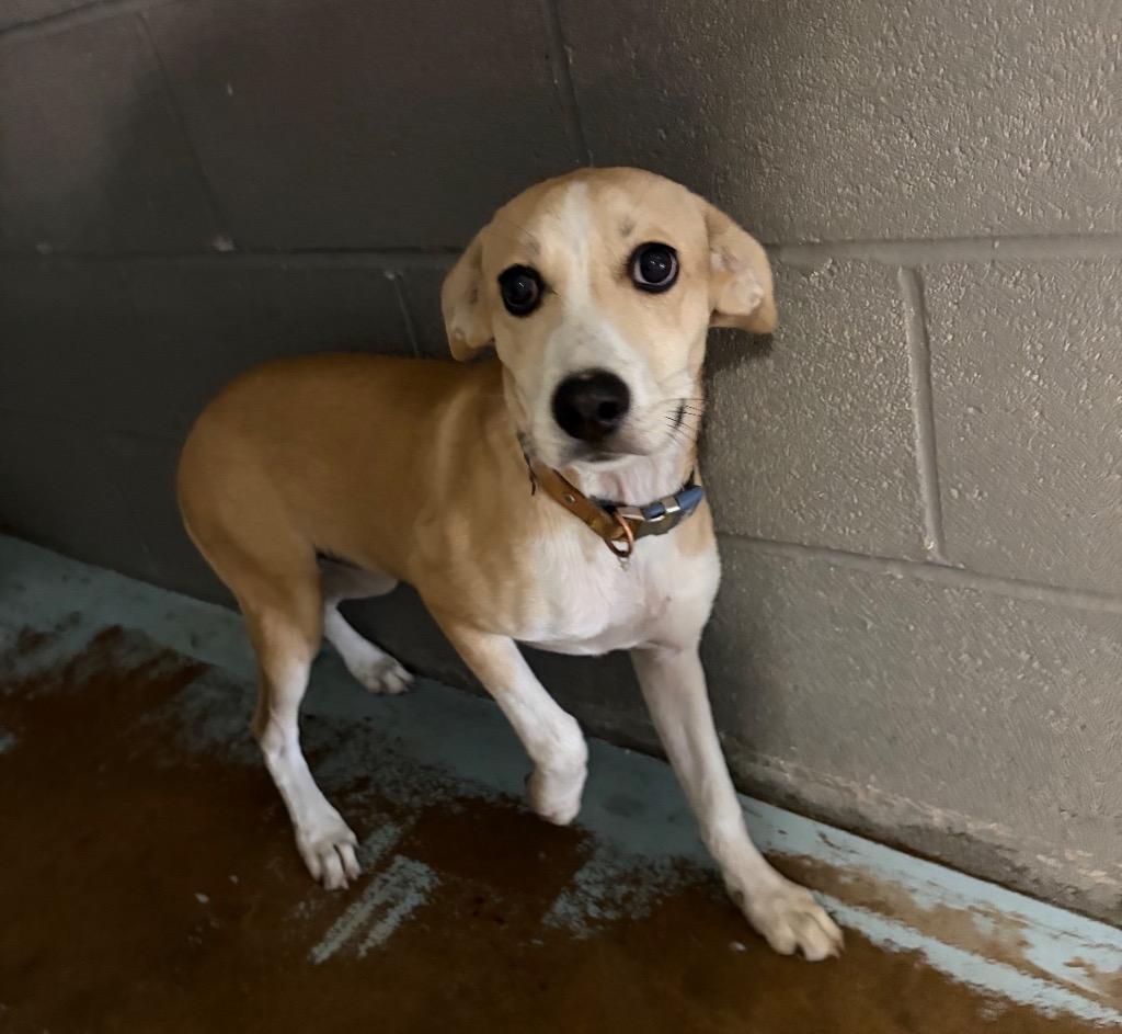 Enlarge Buffy, a Adoptable mixed breed in Ada, OK image 4/4