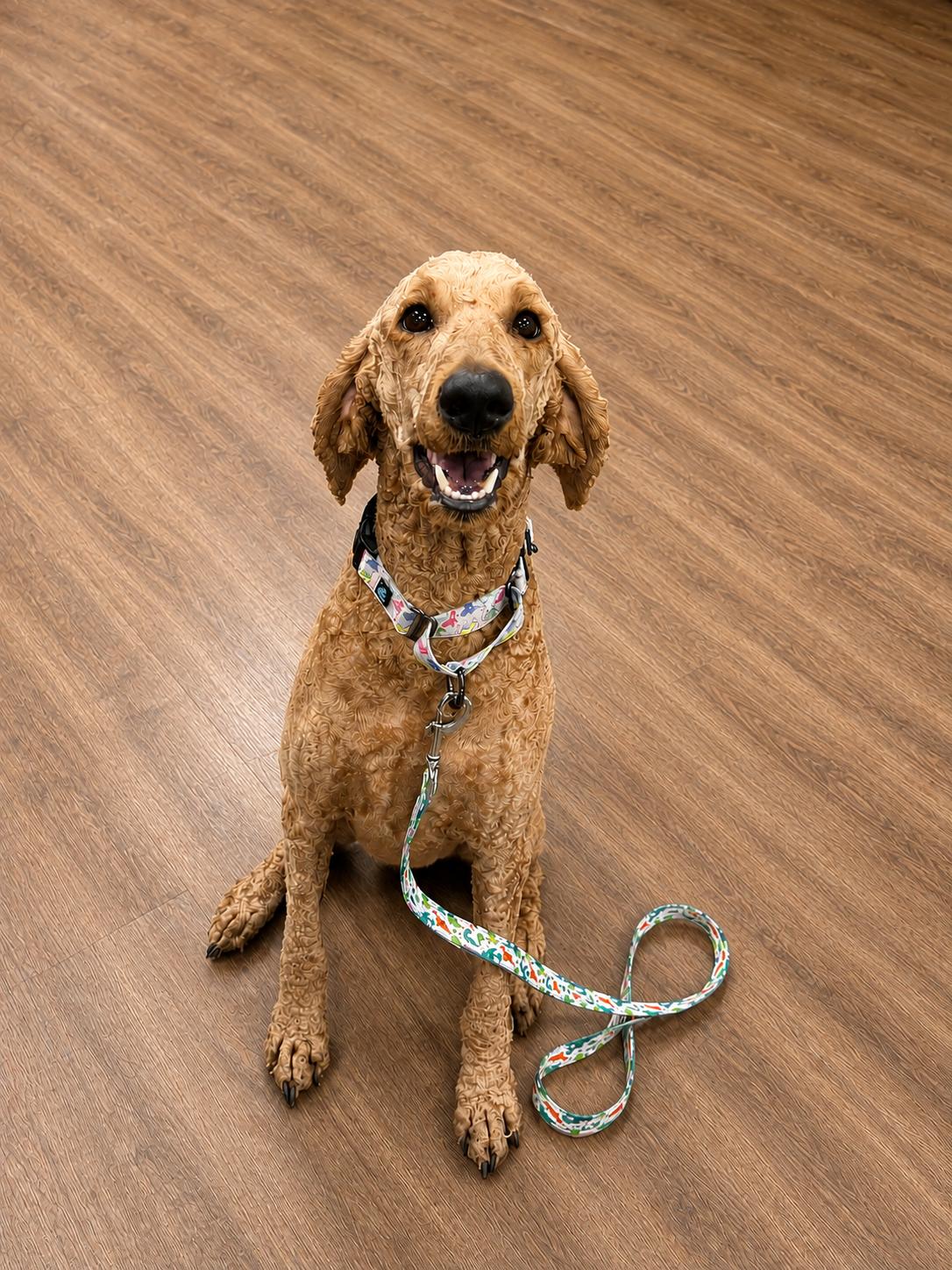 Enlarge Ruby, an adopted Standard Poodle in Aiken, SC image 1/1