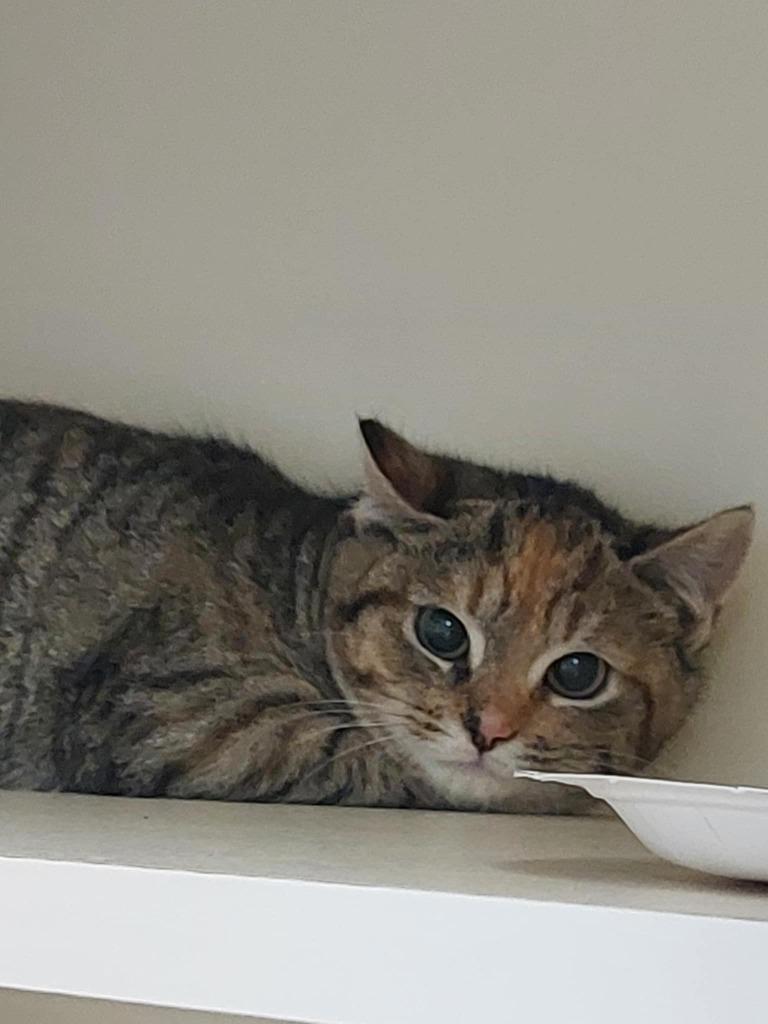 Lilyanne, a Adoptable mixed breed in LIberty, NY image 2/2