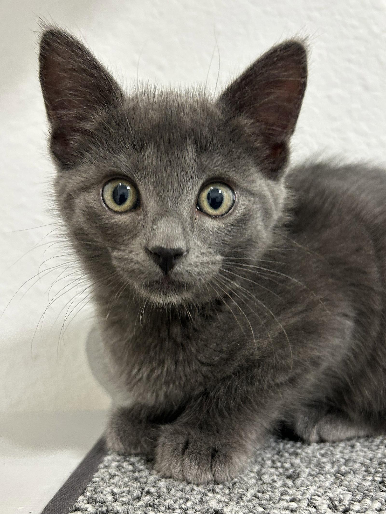 Enlarge Jazz, a Adopted Russian Blue in Plano, TX image 1/3