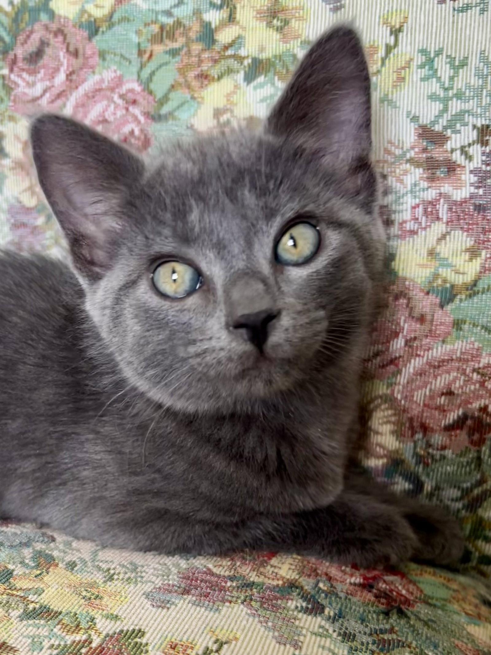 Enlarge Jazz, a Adopted Russian Blue in Plano, TX image 3/3