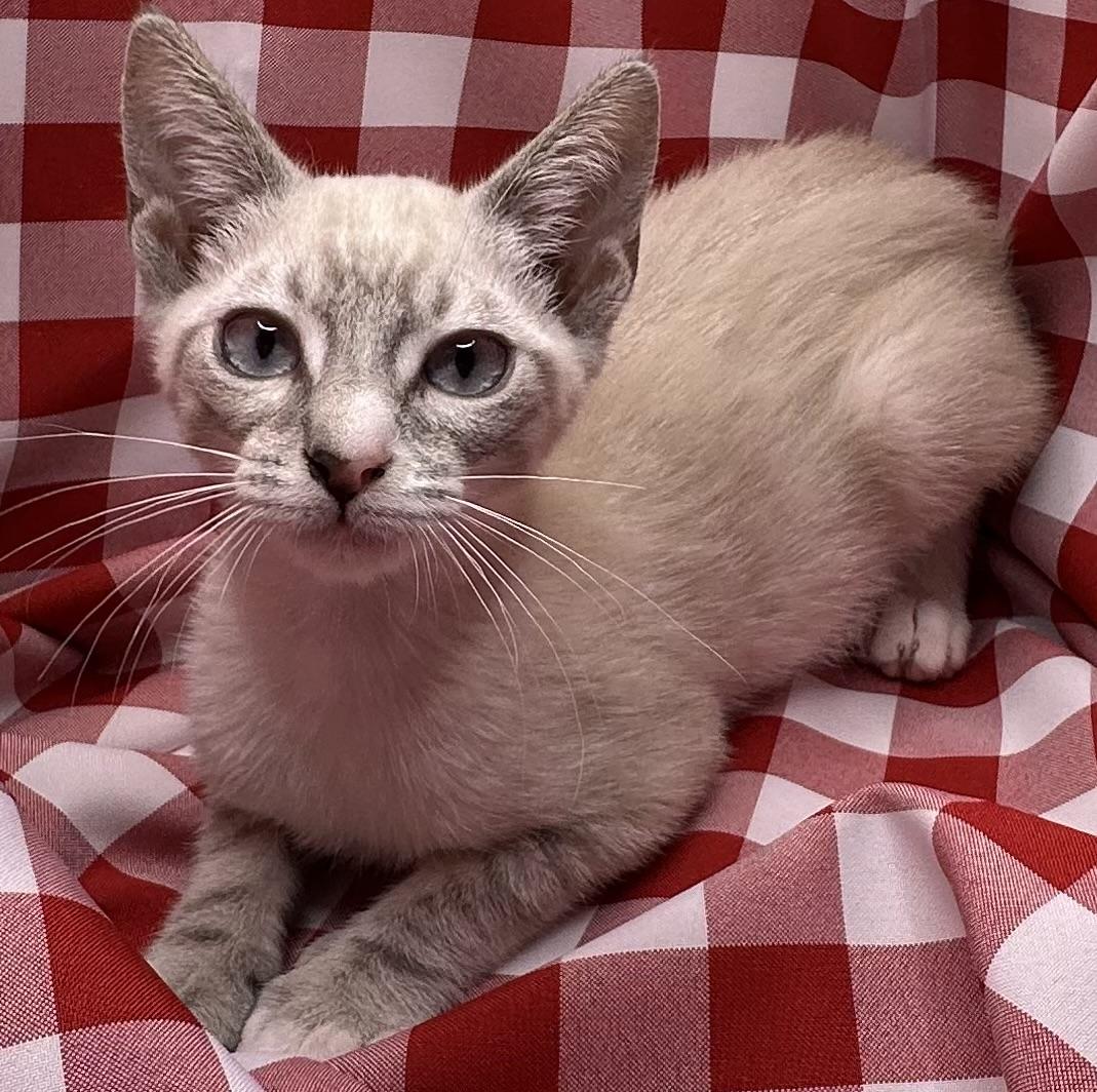 Sancocho, Adoptable, Kitten Male Siamese & Tabby.