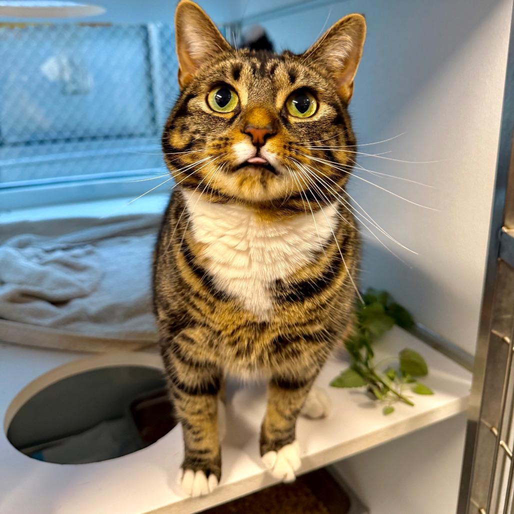 Lilith, Adoptable, Adult Female Domestic Short Hair.