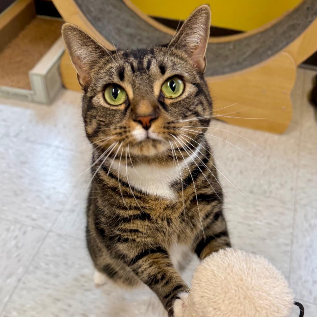 Enlarge Lilith, a Adoptable mixed breed in Binghamton, NY image 2/6