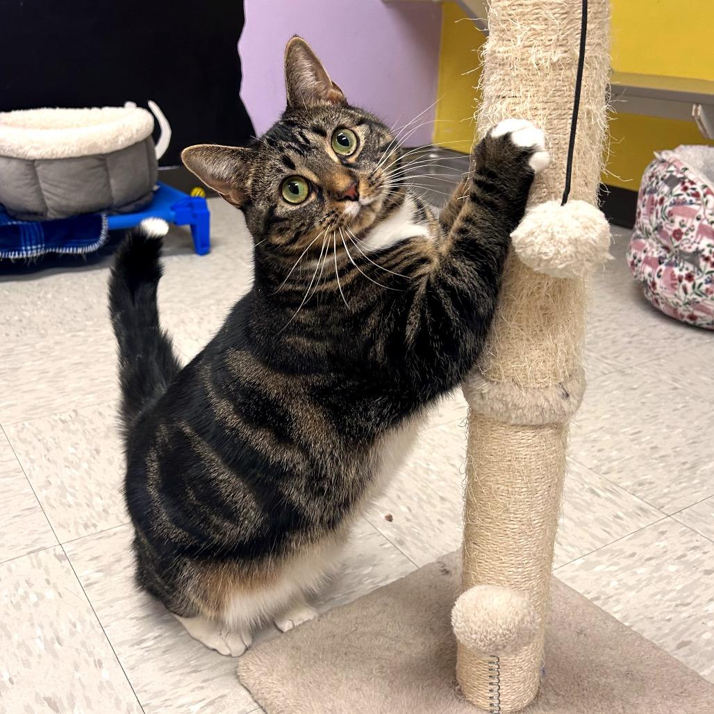 Enlarge Lilith, a Adoptable mixed breed in Binghamton, NY image 3/6