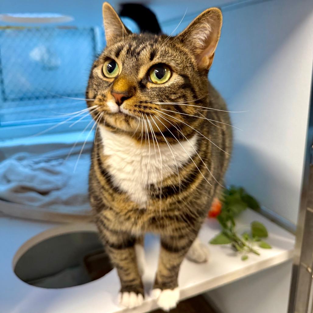 Enlarge Lilith, a Adoptable mixed breed in Binghamton, NY image 5/6