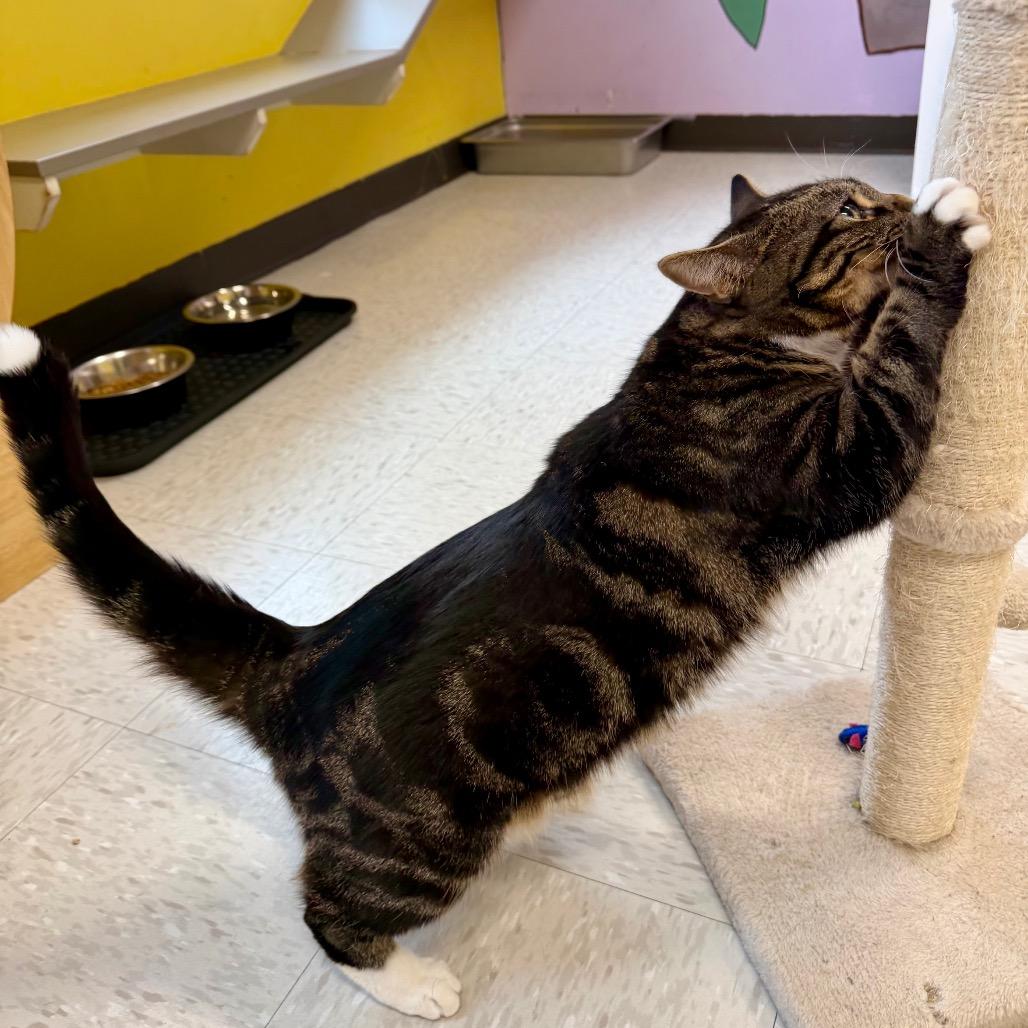 Enlarge Lilith, a Adoptable mixed breed in Binghamton, NY image 6/6