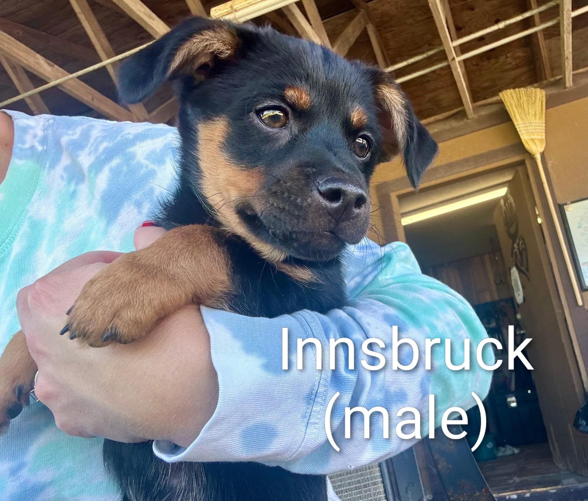 Enlarge Puppies, a ADOPTABLE mixed breed in Cape Coral, FL image 2/4
