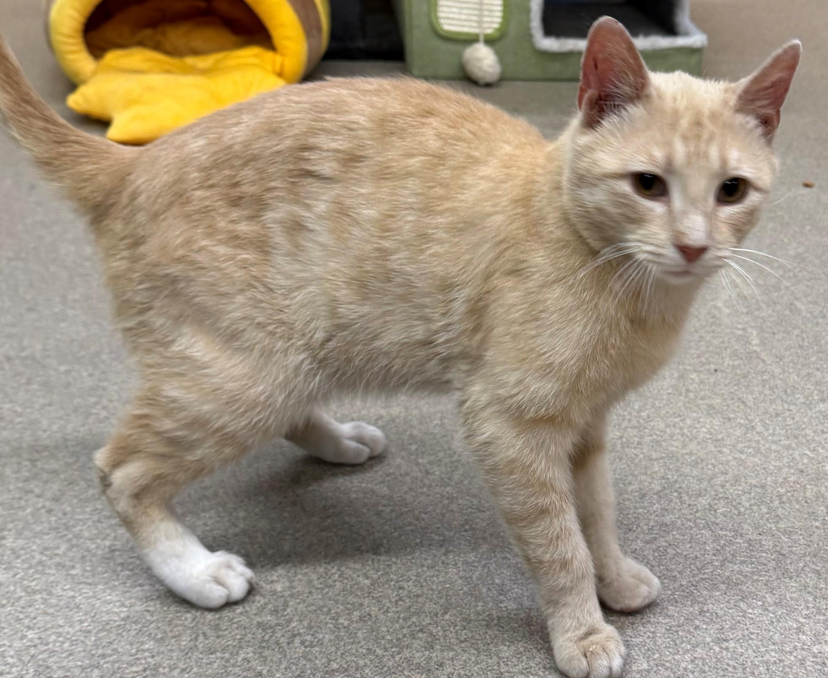 Parker, adopted, Young Male Domestic Short Hair.