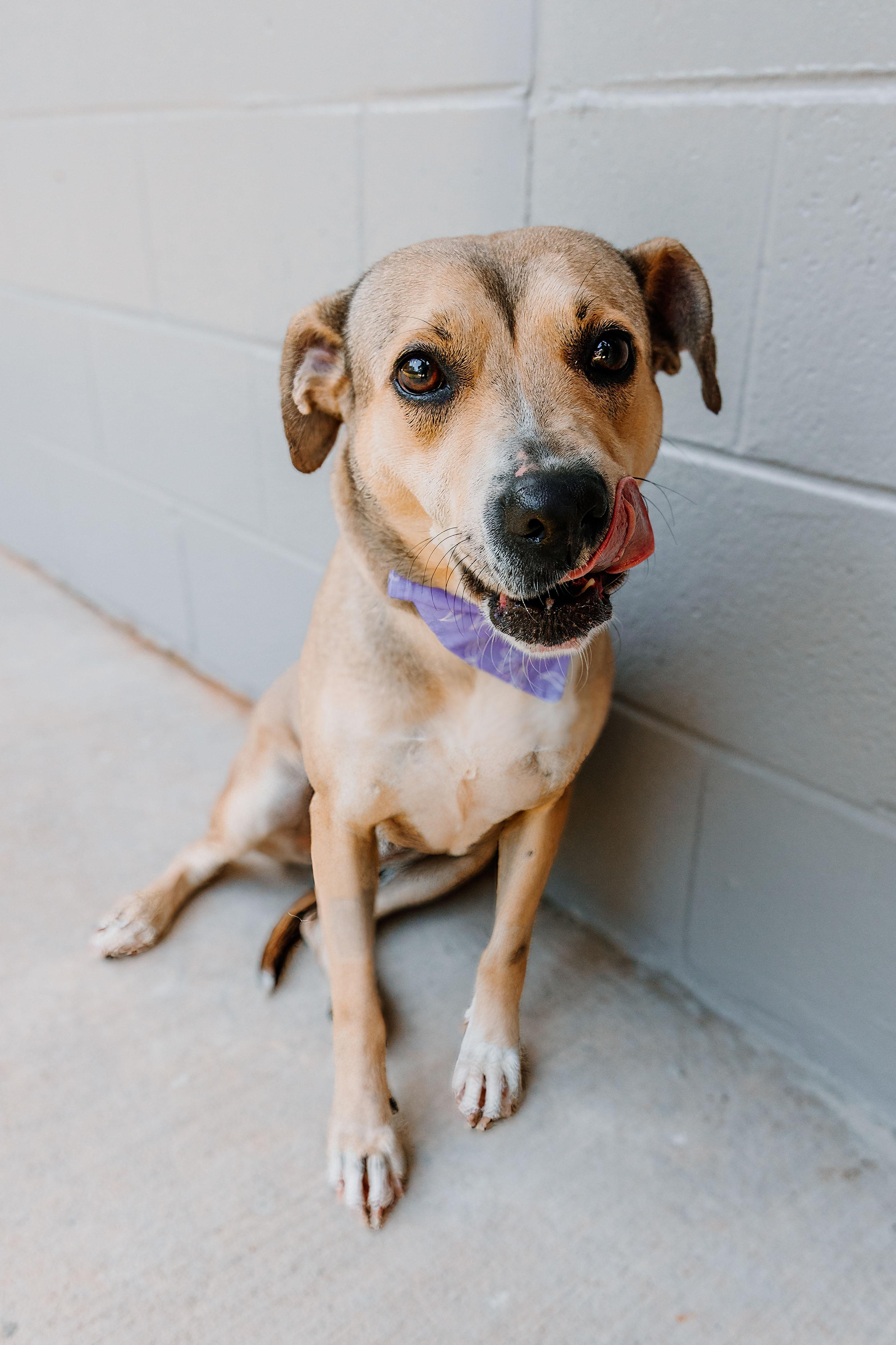 Remi, Adopted, Adult Female Terrier.
