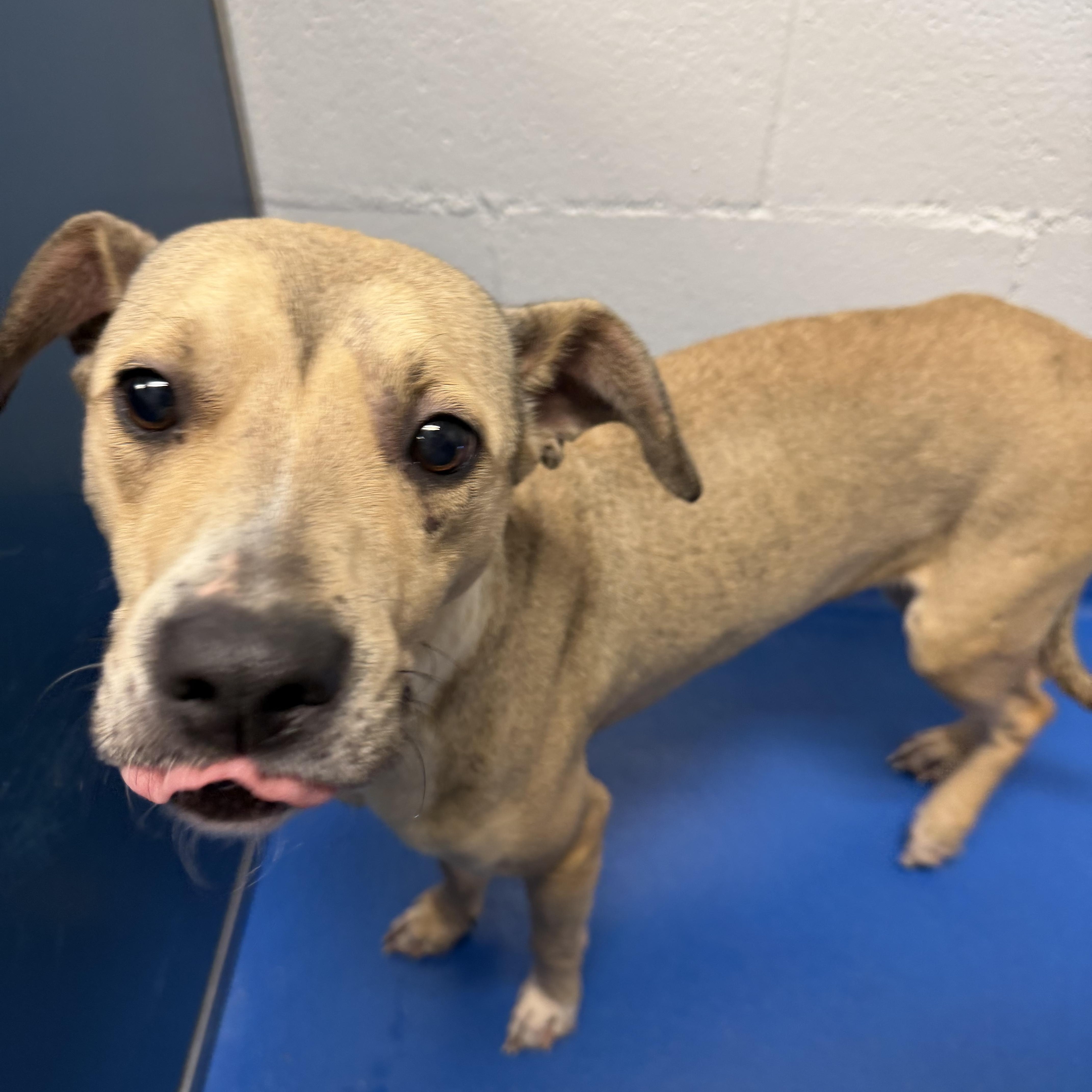 Enlarge Remi, a ADOPTABLE mixed breed in Lancaster, SC image 2/2