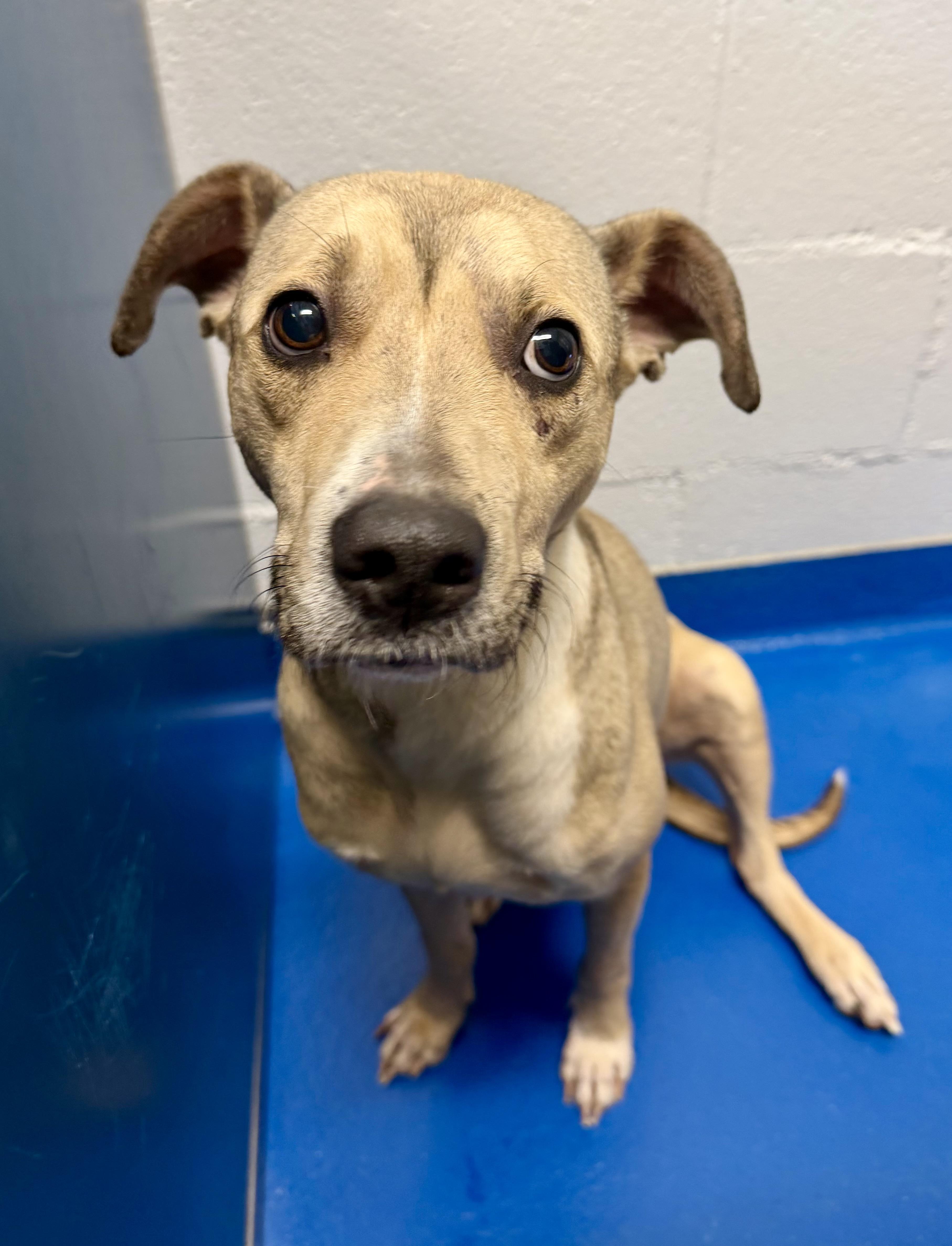 Enlarge Remi, a ADOPTABLE mixed breed in Lancaster, SC image 1/2