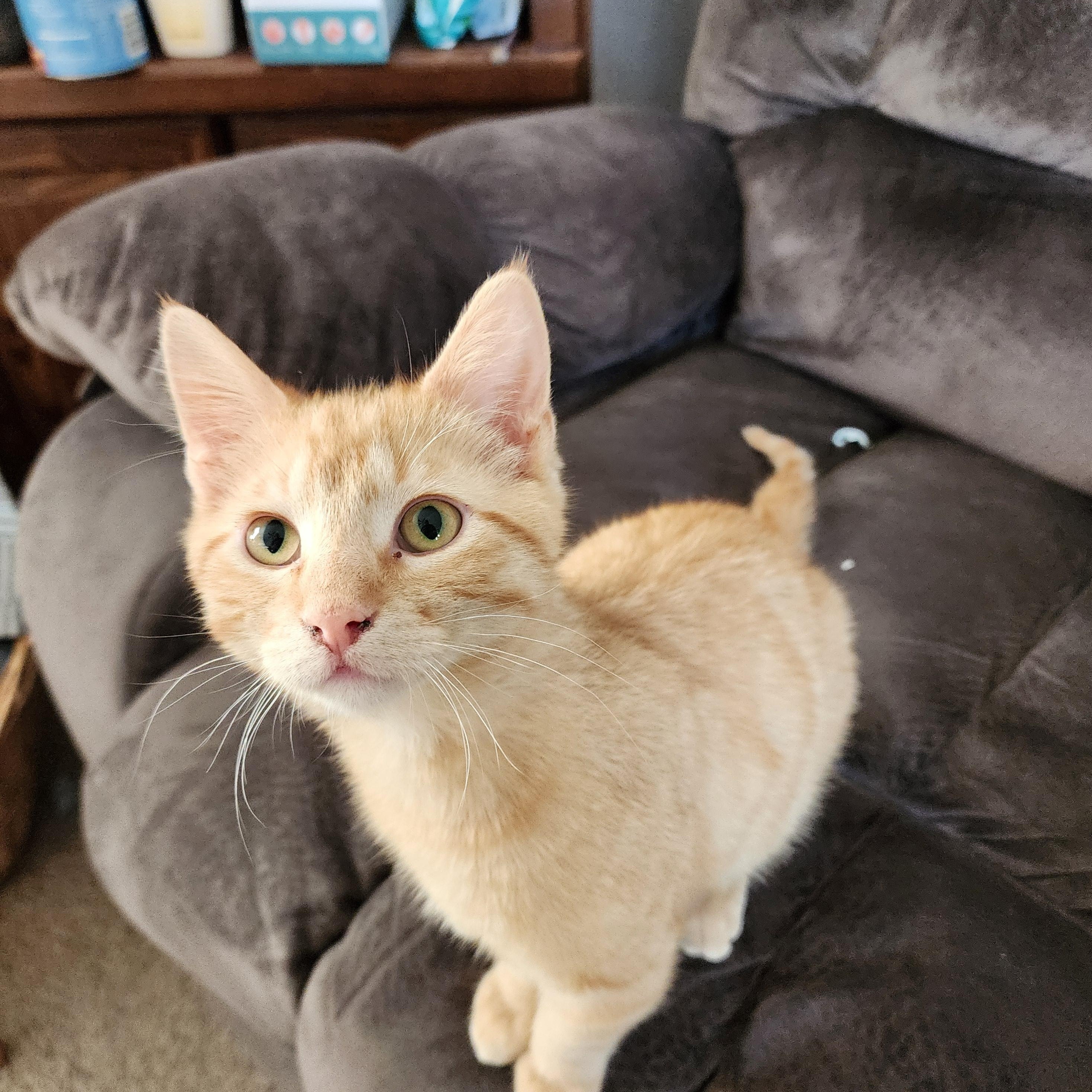 Orange (OJ)*ADOPTION*PENDING 3