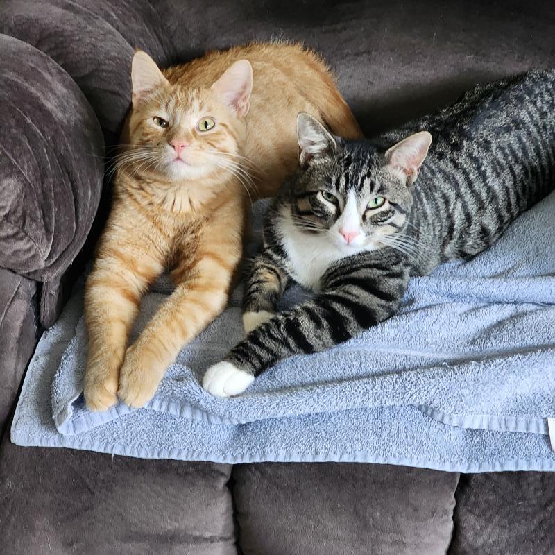 Orange (OJ)*ADOPTION*PENDING 6