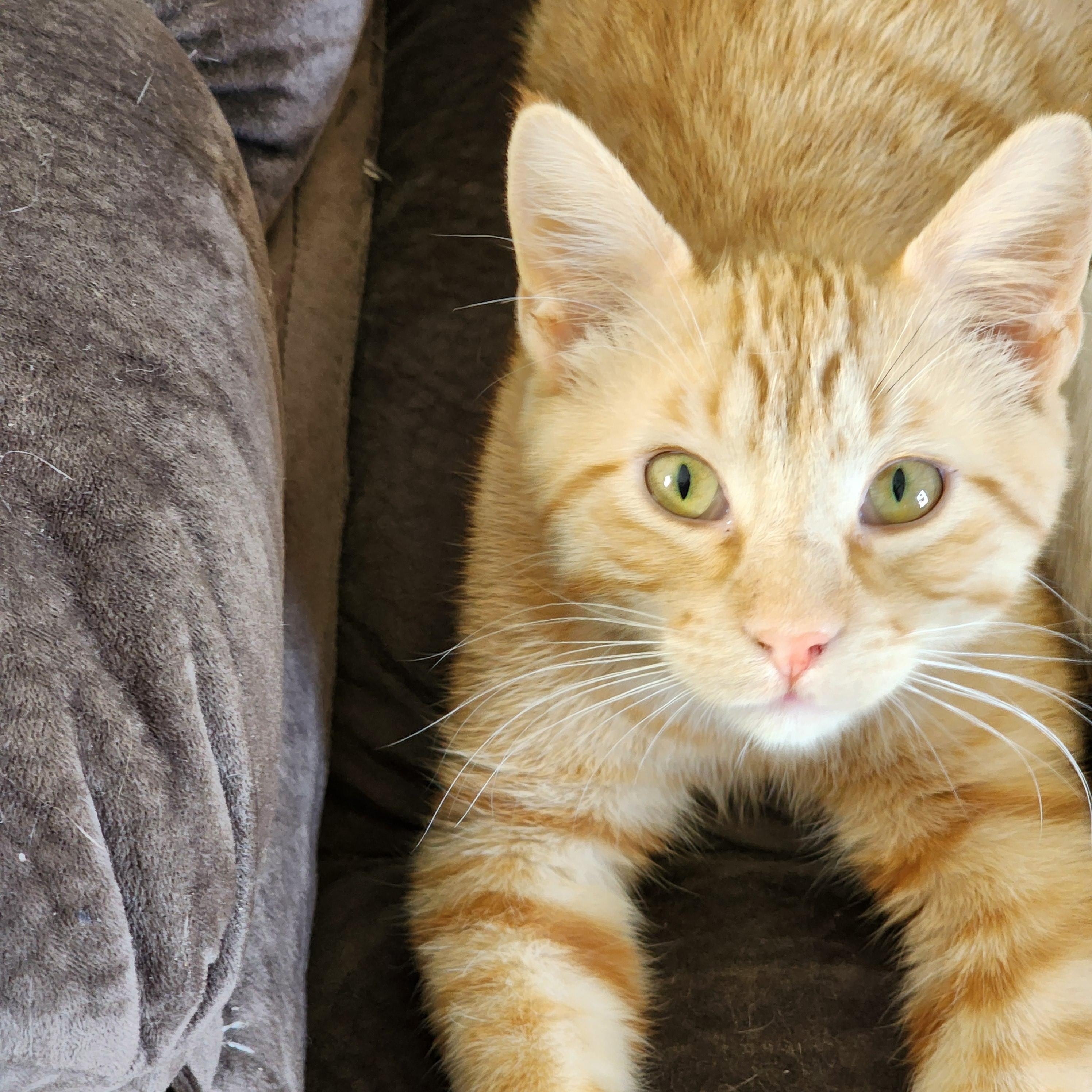 Orange (OJ)*ADOPTION*PENDING 4