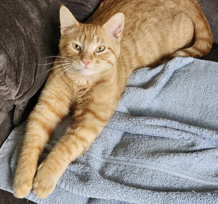 Orange (OJ)*ADOPTION*PENDING