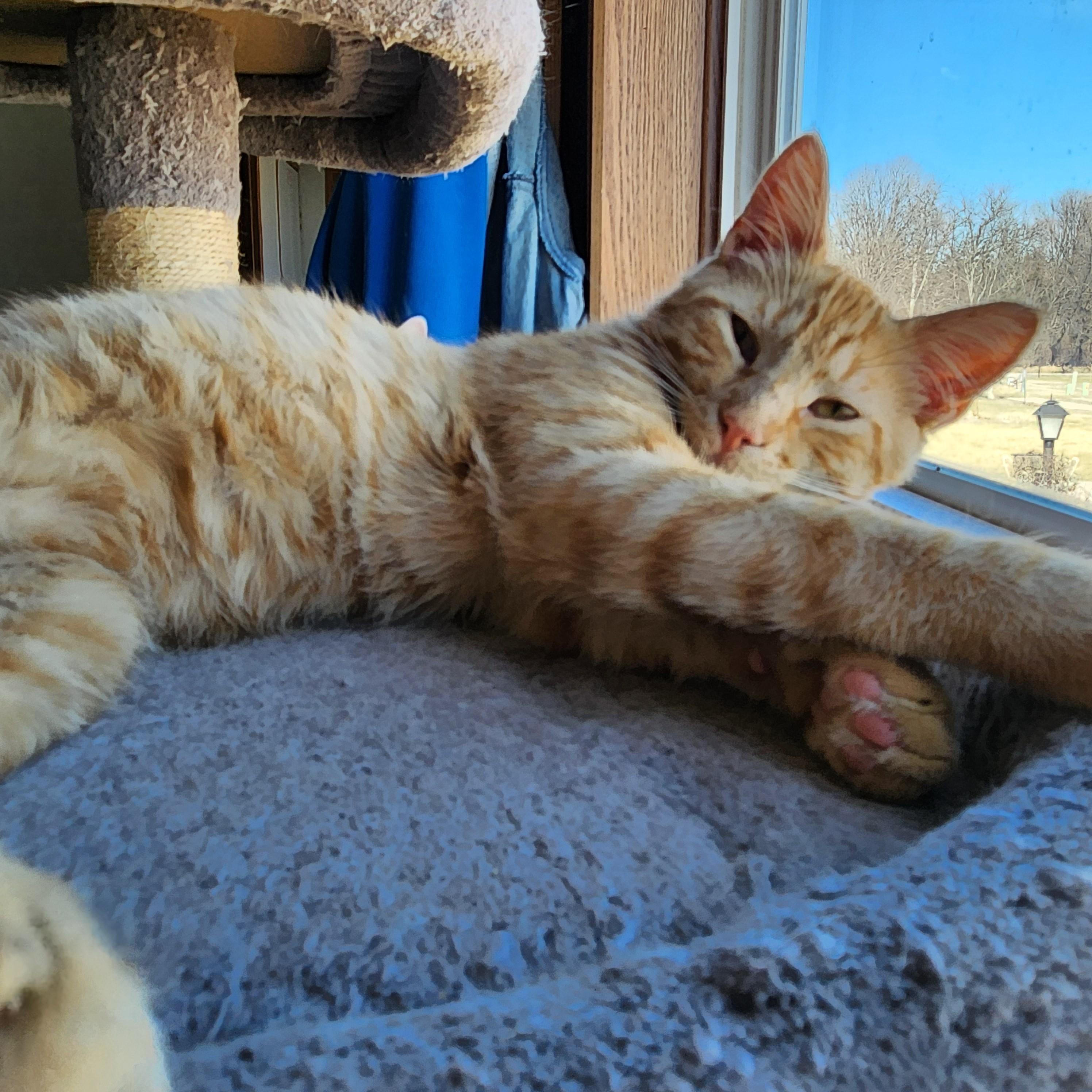 Orange (OJ)*ADOPTION*PENDING 5