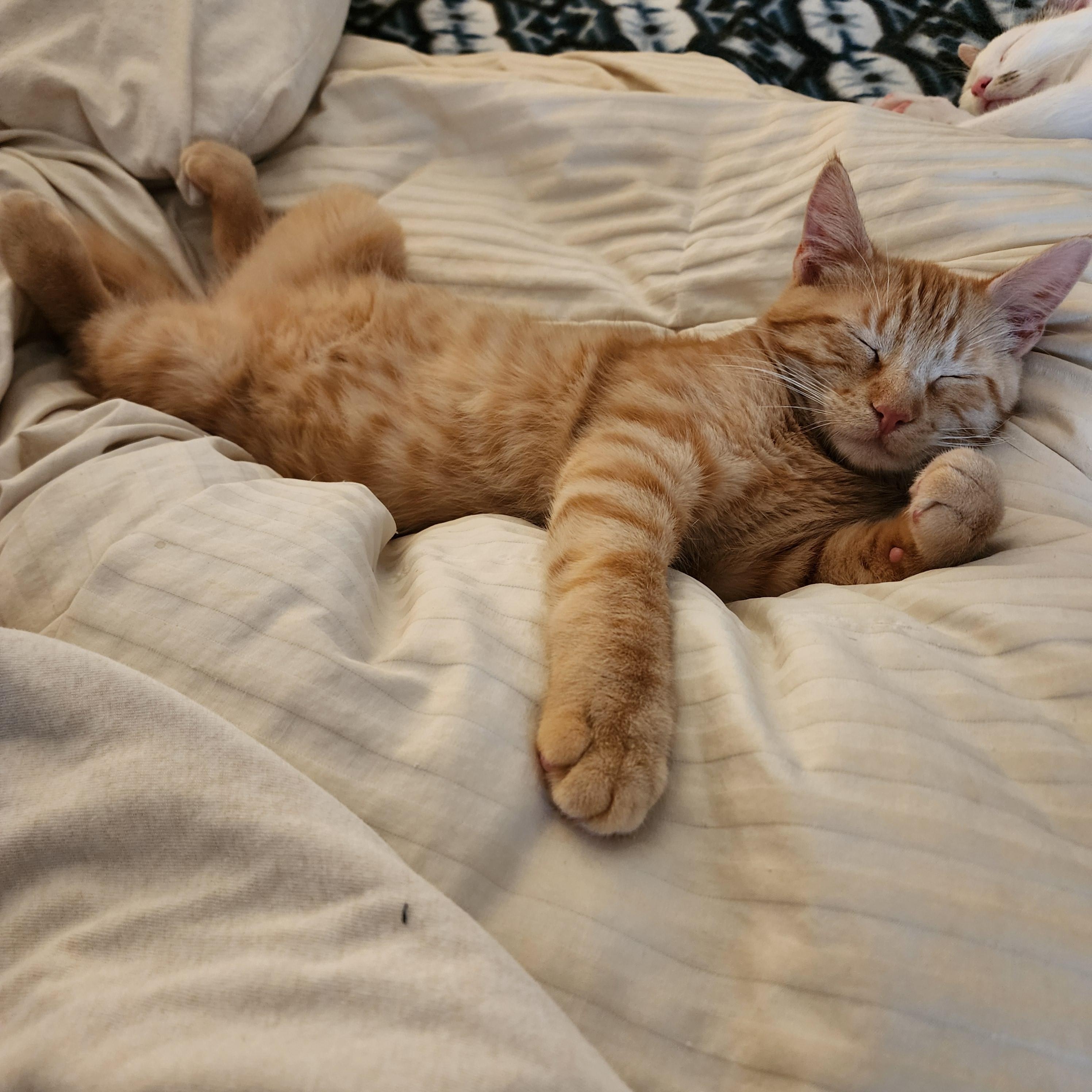 Orange (OJ)*ADOPTION*PENDING 2