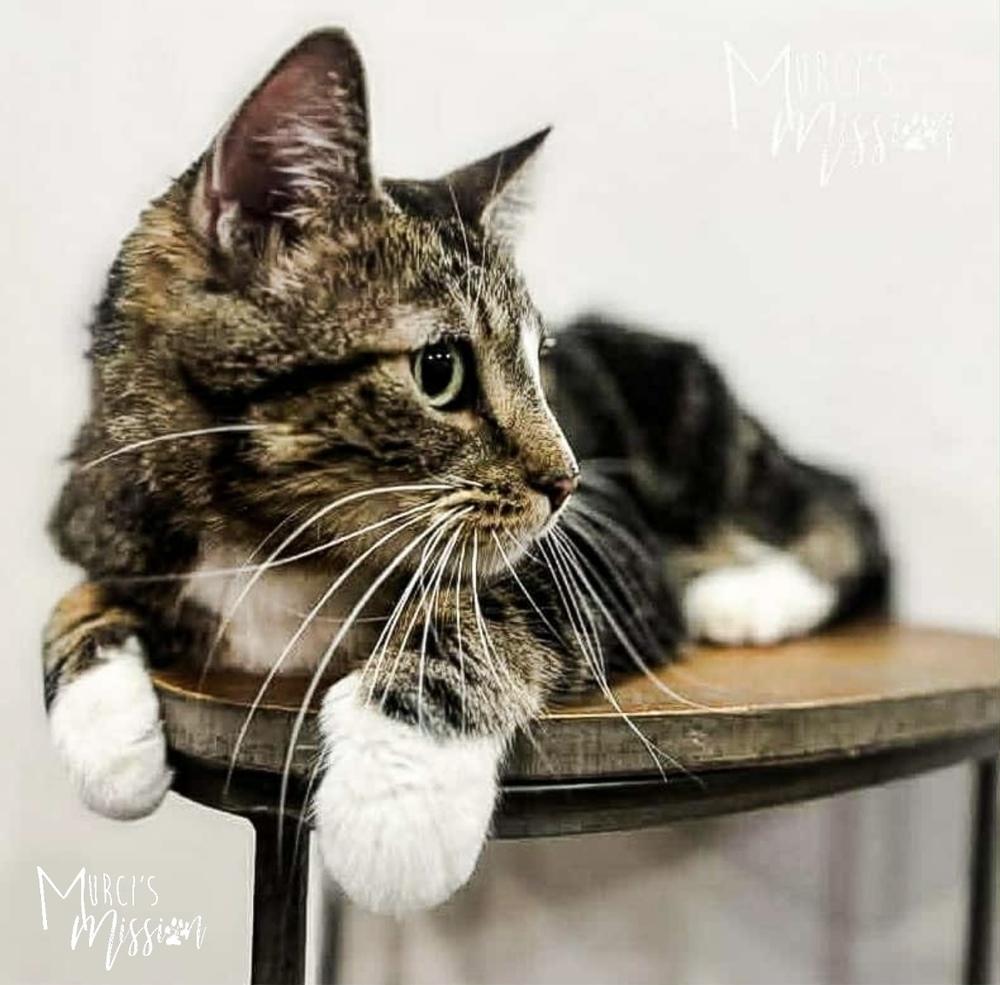 Hannah Banana, Adoptable, Adult Female Domestic Short Hair.