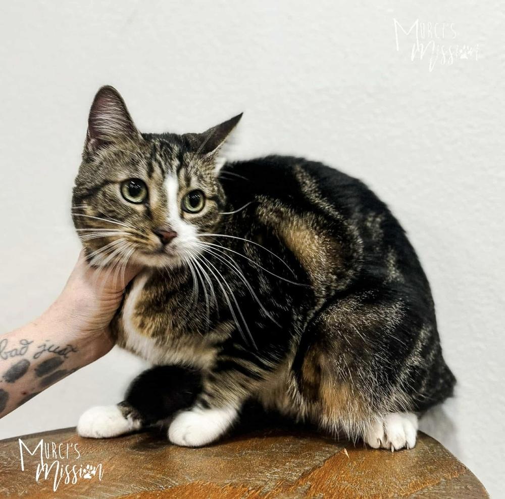 Hannah Banana, a Adoptable Domestic Short Hair image 2/2