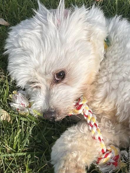 Enlarge Hop, a ADOPTABLE mixed breed in Knoxville, TN image 2/5