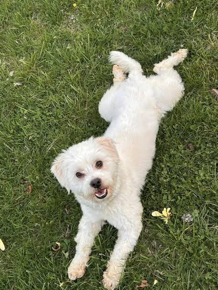Enlarge Hop, a ADOPTABLE mixed breed in Knoxville, TN image 3/5
