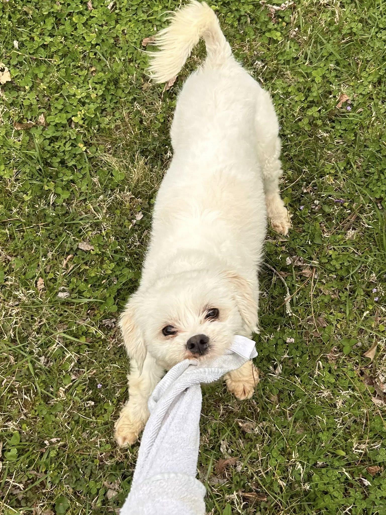 Enlarge Hop, a ADOPTABLE mixed breed in Knoxville, TN image 5/5