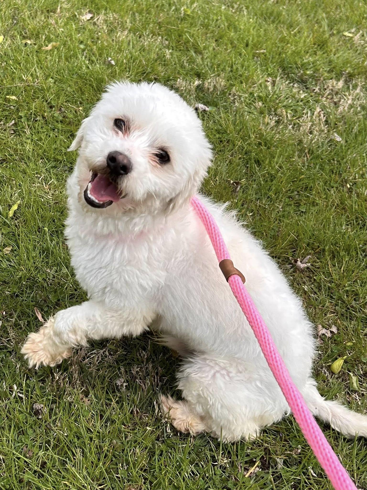 Enlarge Hop, a ADOPTABLE mixed breed in Knoxville, TN image 4/5