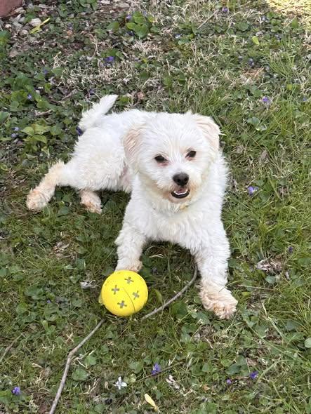 Hop, ADOPTABLE, Adult Male Bichon Frise.