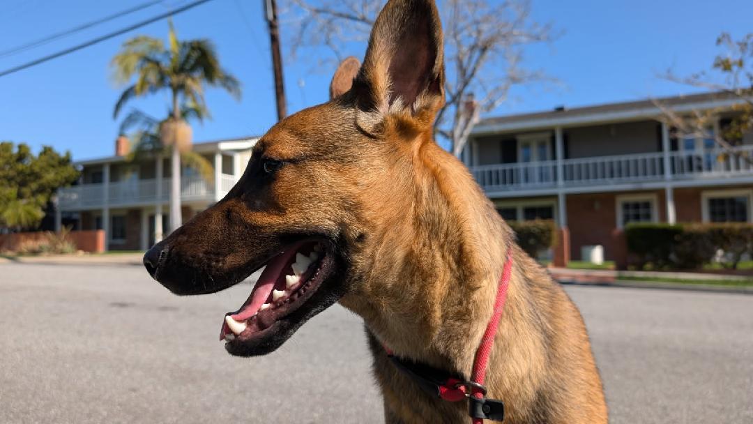 Coffee, Adoptable, Young Male Australian Kelpie & Dutch Shepherd.