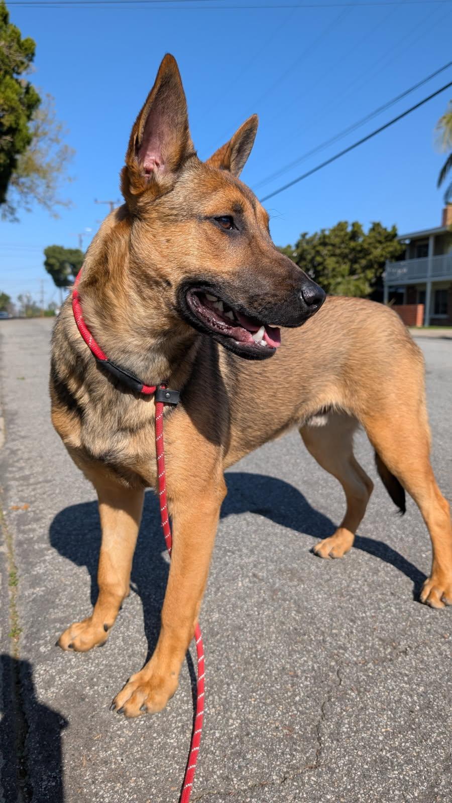 Enlarge Coffee, a Adoptable mixed breed in Newport Beach, CA image 2/2